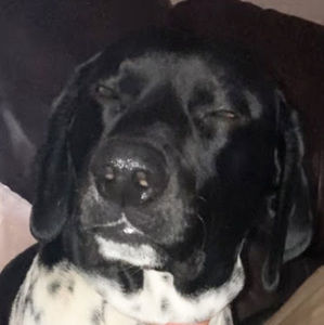 Meet your Posher, Allie